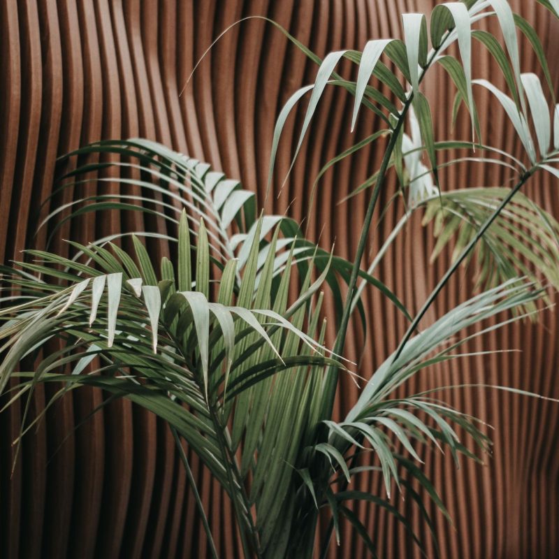 Mur en bois ondulé mis en valeur par une plante